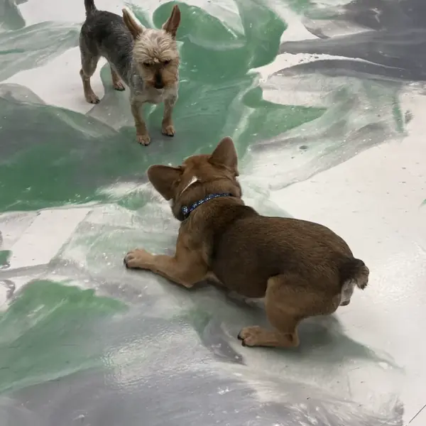 Dog relaxing during a boarding stay